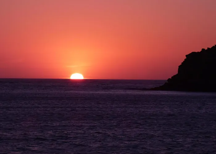 Apartment Palm Tree *